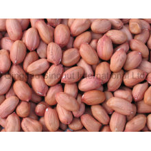 New Crop Peanut Kernels 40/50, 50/60